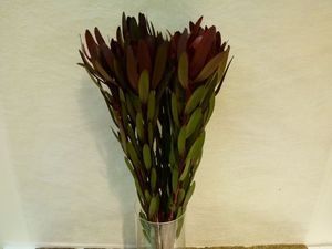 LEUCADENDRON SAF SUNSET 50